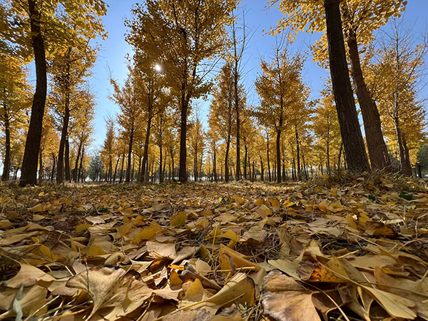 这里是相关文章分类的标题，可以加文字174685148